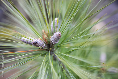 Close up of a pine cone. Pine needles. Green lines. Background