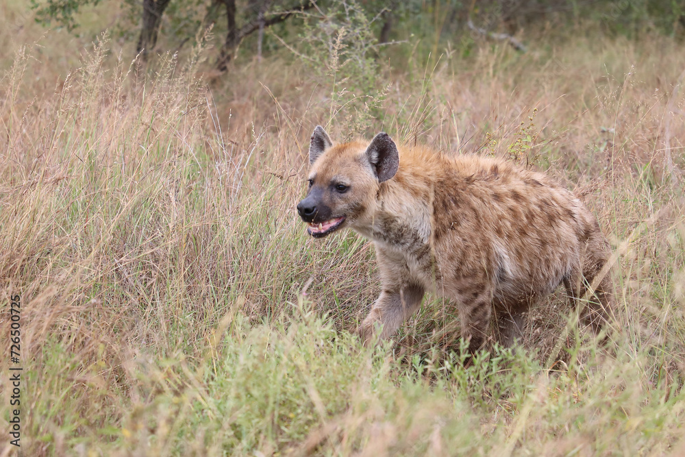 Tüpfelhyäne / Spotted hyaena / Crocuta crocuta Tüpfelhyäne / Spotted hyaena / Crocuta crocuta
