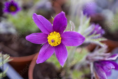 Purple flower. Pulsatilla vulgaris. Pasque Flower. Dream-Grass. Anemone pulsatilla (Ranunculaceae)