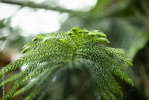 Araucaria heterophylla. Christmas tree branch. Green background