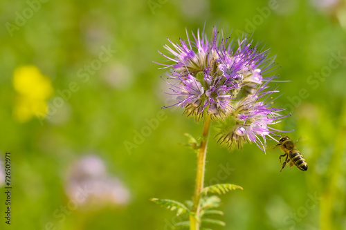 A bee flies to a purple flower on a sunny summer day. Background. Selective focus