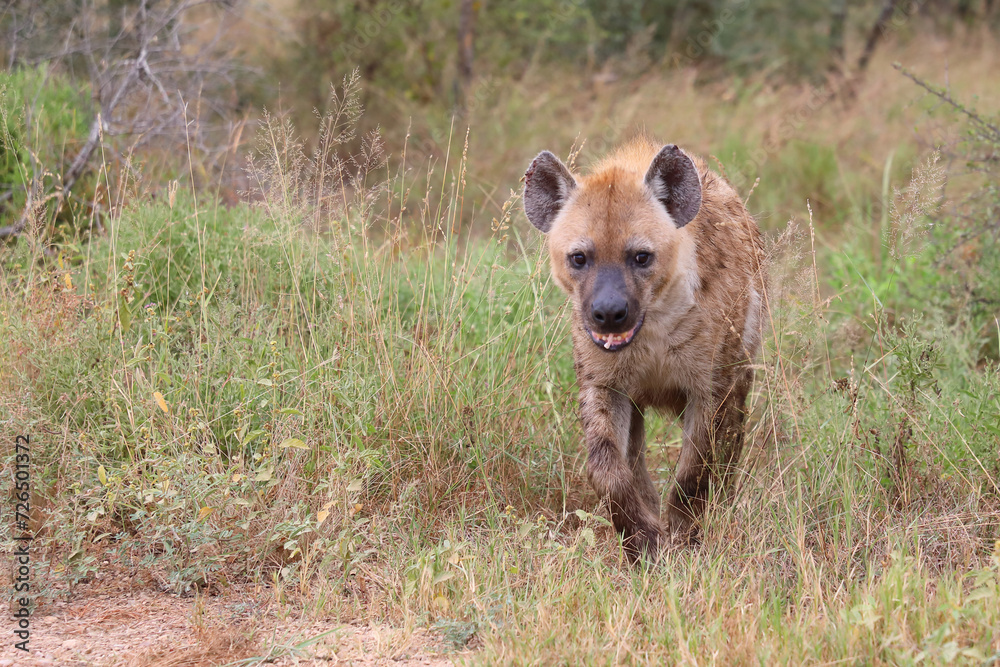 Tüpfelhyäne / Spotted hyaena / Crocuta crocuta Tüpfelhyäne / Spotted hyaena / Crocuta crocuta