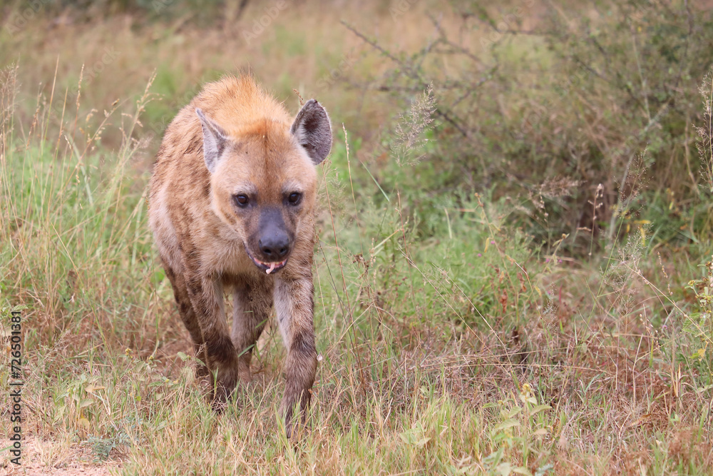 Tüpfelhyäne / Spotted hyaena / Crocuta crocuta Tüpfelhyäne / Spotted hyaena / Crocuta crocuta