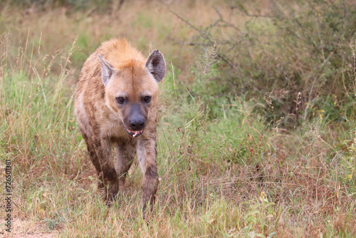 Tüpfelhyäne / Spotted hyaena / Crocuta crocuta © Ludwig