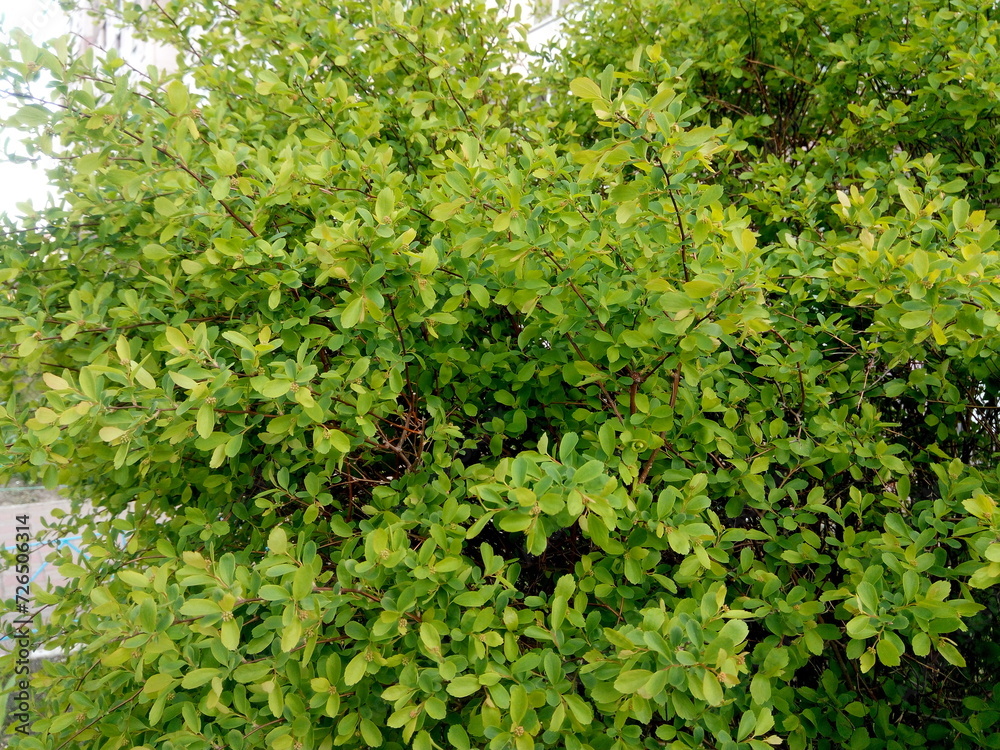 Obraz premium green leaves background