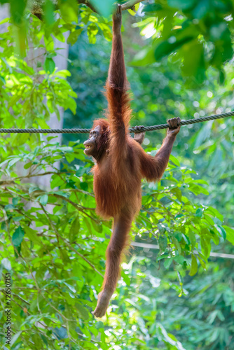 orangutans or pongo pygmaeus is the only asian great found on the island of Borneo and Sumatra