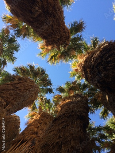 Looking Up at Skirted Palm Trees, Oasis in Anza Borrego Desert State Park photo