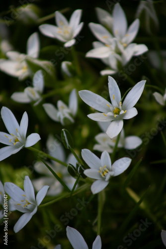 white flowers © Viikster