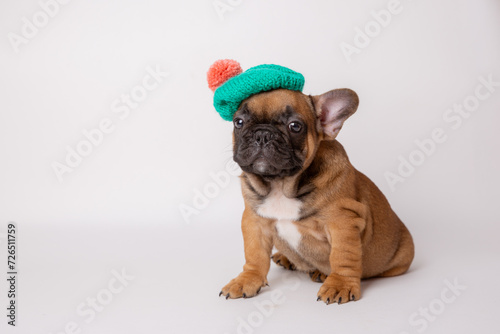 A cute funny French bulldog puppy in a knitted hat and scarf sits on a white background © Olesya Pogosskaya