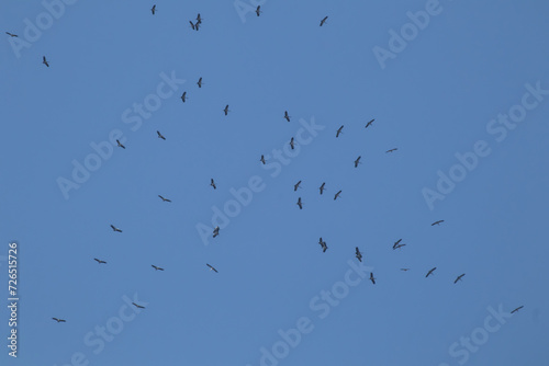 asian openbill bird flying on blue sky background