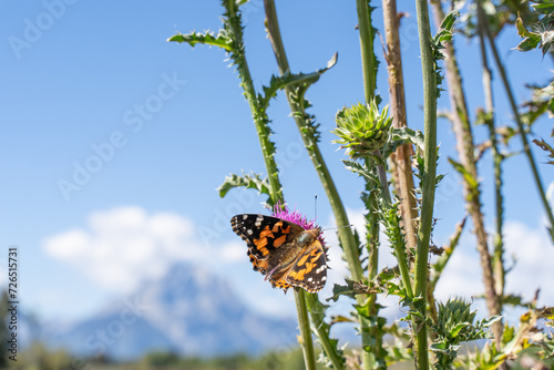 Close-up of Painted Lady Butterfly on Thistle with the Teton Mountain Range at Oxbow Bend in Grand Teton National Park in background. 