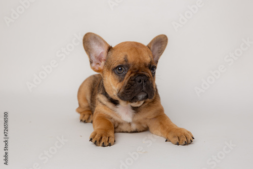 Cute funny French bulldog puppy sitting on a white background
