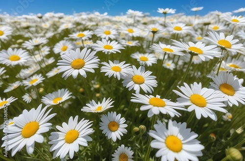 Pastoral landscape, copy space,daisy field with blue sky,daisies close-up summer flowers