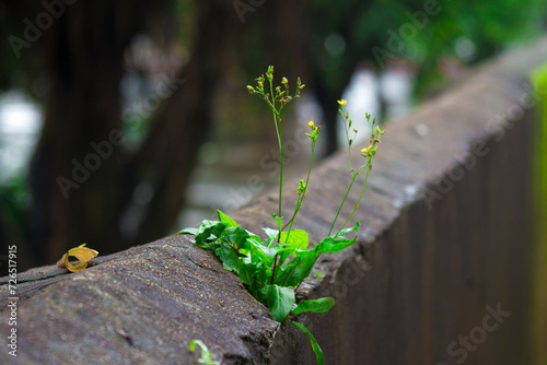 Small plant thrives amidst two ledges, adjacent to a serene water source. © Wirestock