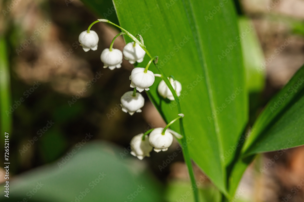Lily of the valley in nature. Forest, wildlife, outdoor concept. Beauty blooming, selective focus