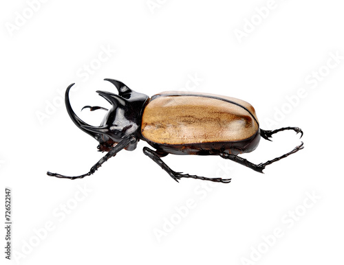 fighting beetle (rhinoceros beetle) transparent png photo