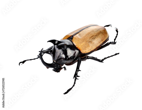 fighting beetle (rhinoceros beetle) transparent png photo