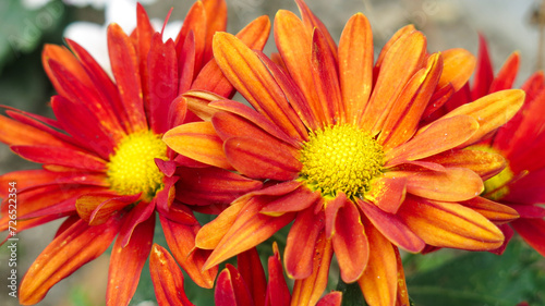 close up view of bright red orange petals with yellow center chrysanthemum flower are blooming in the garden. Chrysanthemum is perennial flowering plant with many various color.