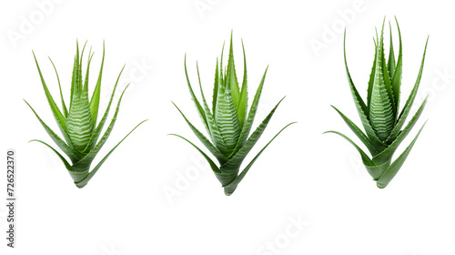 Aloe Vera Collection: Beautiful 3D Digital Art Set with Isolated Plants, Floral Elements, and Aromatic Essentials on Transparent Background for Garden and Wellness Designs.