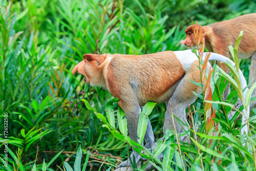 proboscis monkey or nasalis larvatus photo