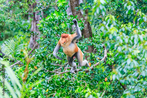 proboscis monkey or nasalis larvatus photo