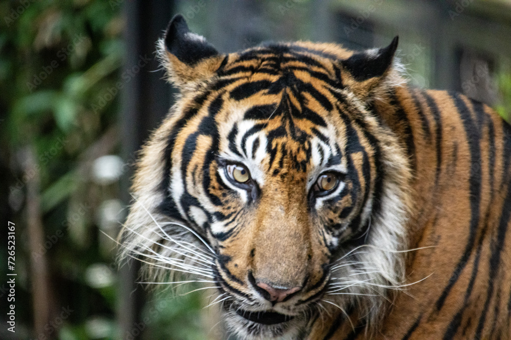 Obraz premium Tokyo, Japan, 31 October 2023: Close-up of a Bengal tiger.