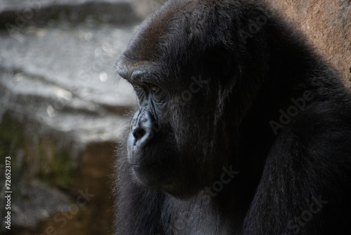 Tokyo, Japan, 31 October 2023: Close-up of a contemplative gorilla in a zoo habitat.