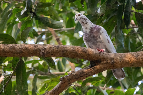 A beautiful white pigeon is standing on a mango tree branch and looking for something photo