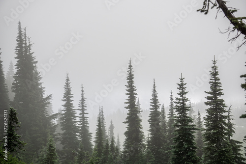 Trees surrounded by fog in the PNW