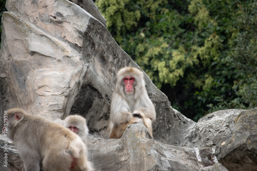 Tokyo, Japan, 31 October 2023: Japanese macaques on rocks at Ueno Zoo. Tokyo, Japan, 31 October 2023: Japanese macaques on rocks at Ueno Zoo.