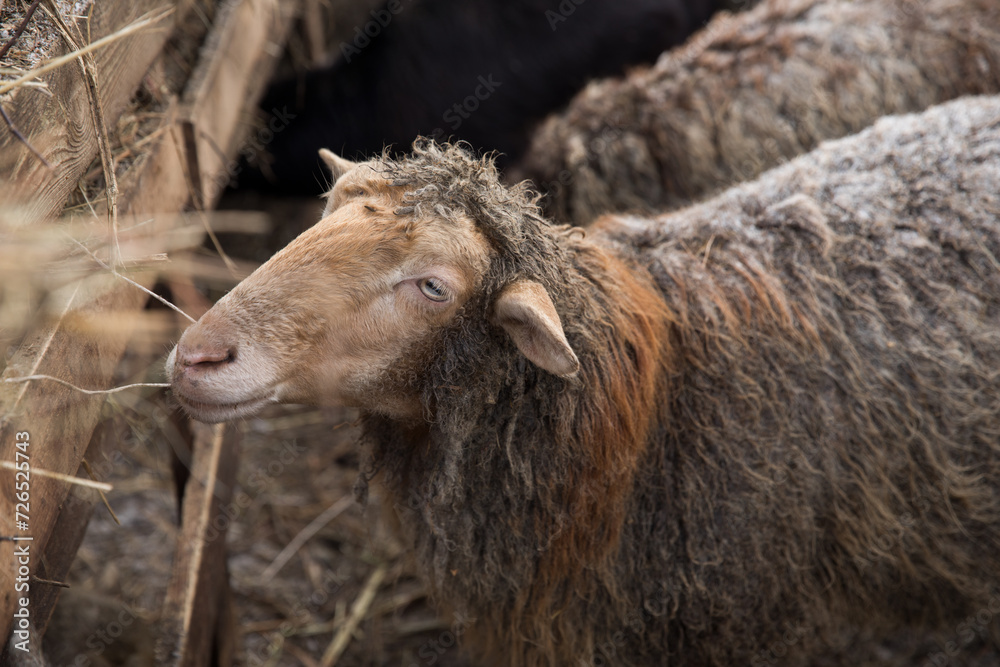 Sheep in the paddock in winter