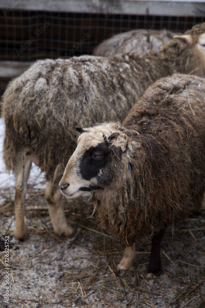 Obraz premium Sheep in the paddock in winter