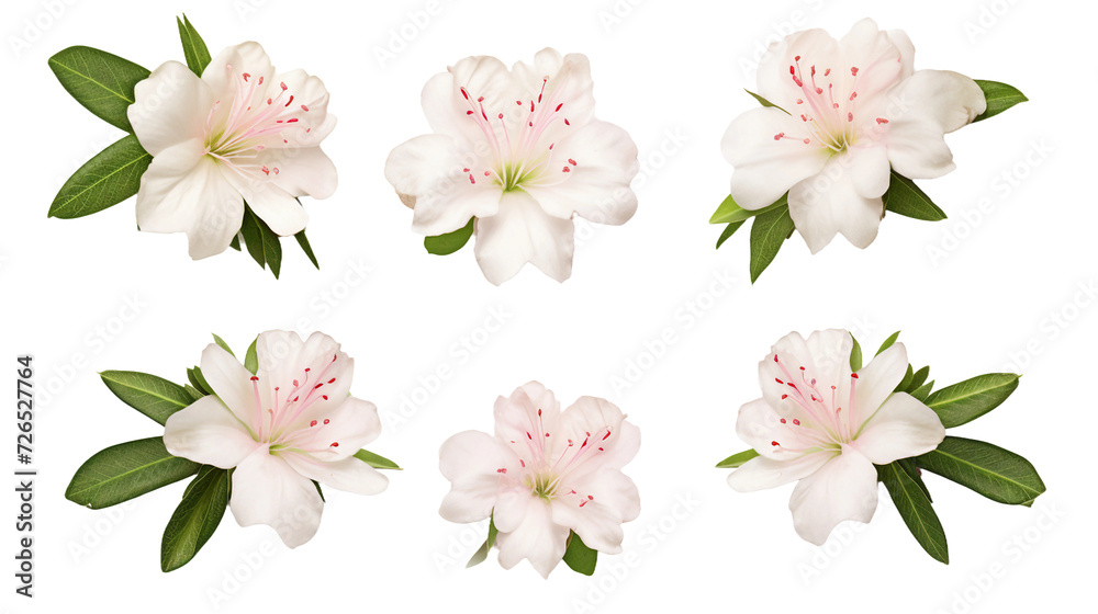 Azalea Collection – Vibrant Floral Artwork for Garden Design, Perfume, and Digital Projects in 3D with Transparent Background