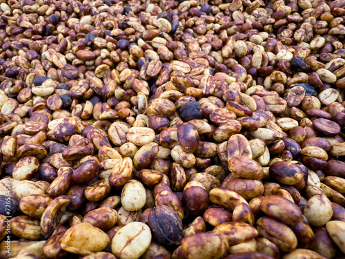  honey coffee bean natural sun dry process. close up shot full frame macro lens.