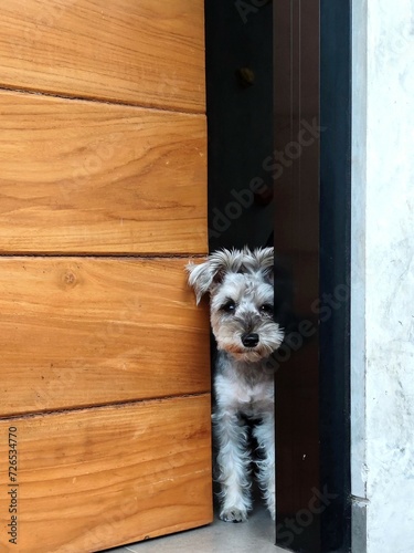 A cute salt and pepper miniature Schnauzer pet dog waiting by the front house door for its owner to come home.