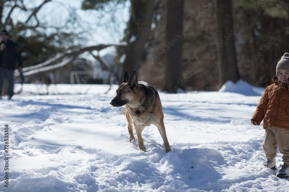 German shepherd dog on snow in winter day German shepherd dog on snow in winter day