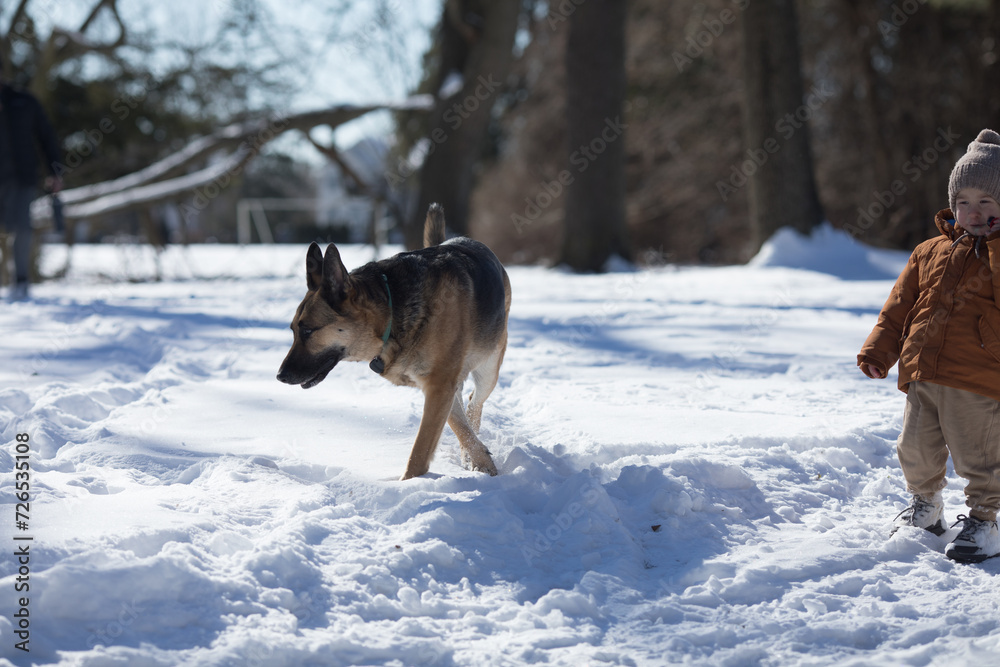 German shepherd dog on snow in winter day