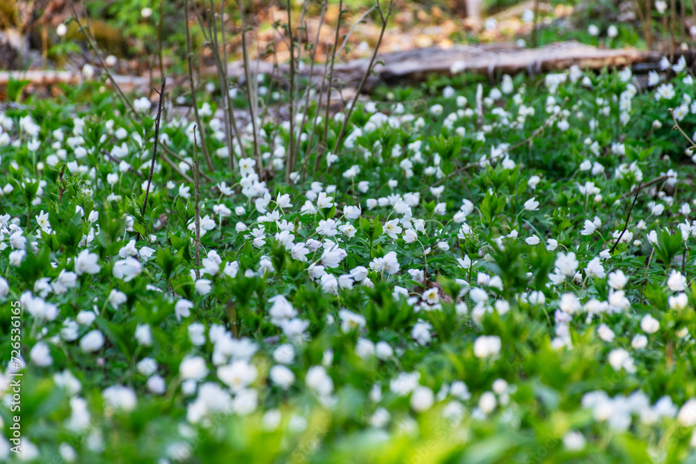 color photo of first spring flowers and bright green grass, first bright green