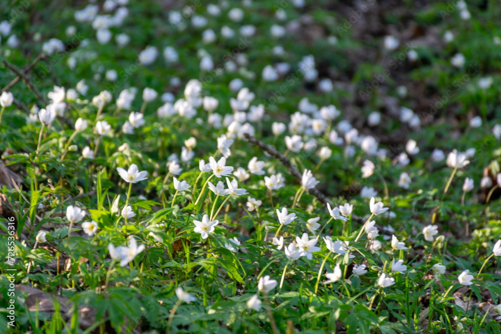 color photo of first spring flowers and bright green grass, first bright green color photo of first spring flowers and bright green grass, first bright green