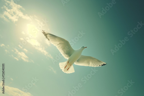 Seagull Soaring Near Sun in Clear Sky  © nialyz