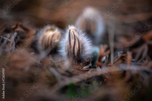 White woolly bud of a harbinger of spring blooms. Spring time in the dry meadow. Pasqueflower in white wool dress before blooming in spring