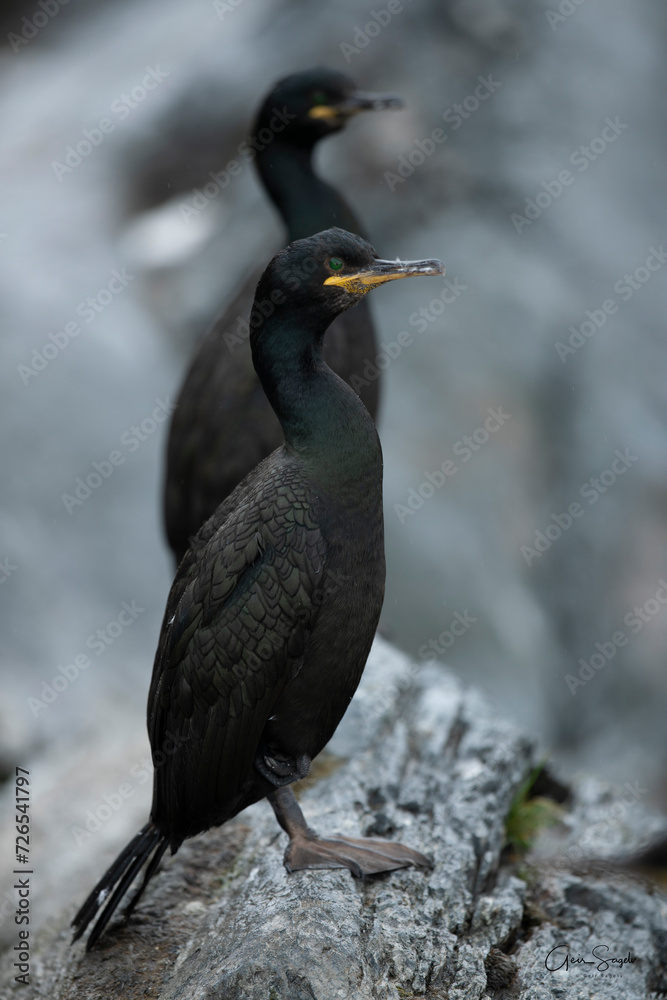 Obraz premium Bird - attention