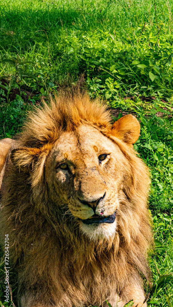 Lion dans le parc de Togoro en Tanzanie / Lion in the Togoro Park in Tanzania Lion dans le parc de Togoro en Tanzanie / Lion in the Togoro Park in Tanzania