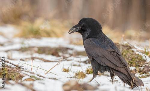 Common Raven - in winter at a wet forest