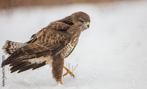 Common Buzzard in winter at a wet forest