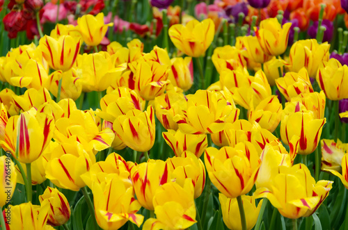 bright blooming tulips