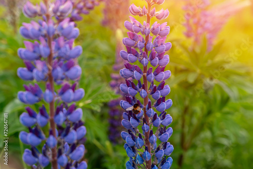 lupine flowers on meadow at sunset on a warm summer day Summer flowers. Summertime Space for text