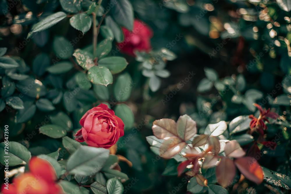 Obraz premium 小さな赤い薔薇