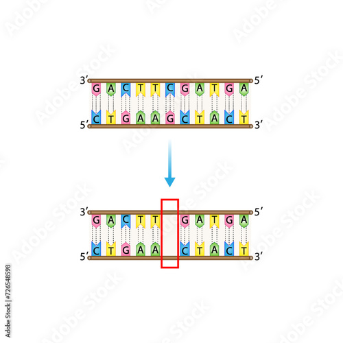 Deletion mutation, the loss of one or more nucleotides from a segment of DNA, Changing sequence of G and C, T and A on DNA strand. Genomics, Scientific design, Vector illustration