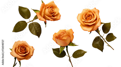 Brown Roses and Flowers  Botanical Elegance in PNG Digital Art  Isolated on Transparent Background - Ideal for Perfume  Essential Oil  and Garden Designs